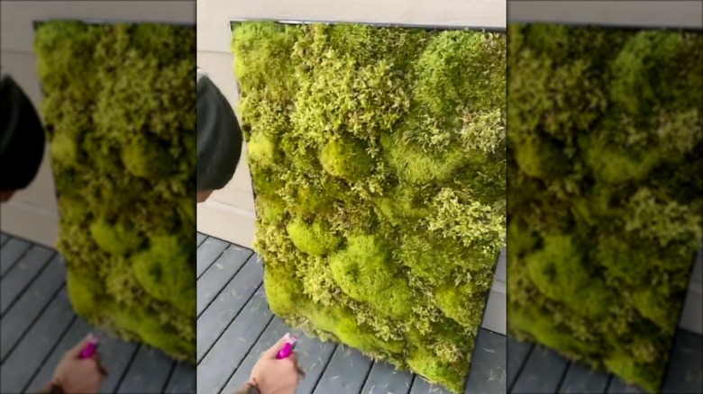 Moss attached to cork board