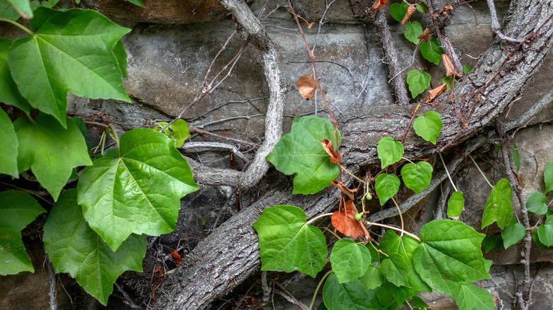 Boston ivy with a thick main trunk growing on a natural stone wall.