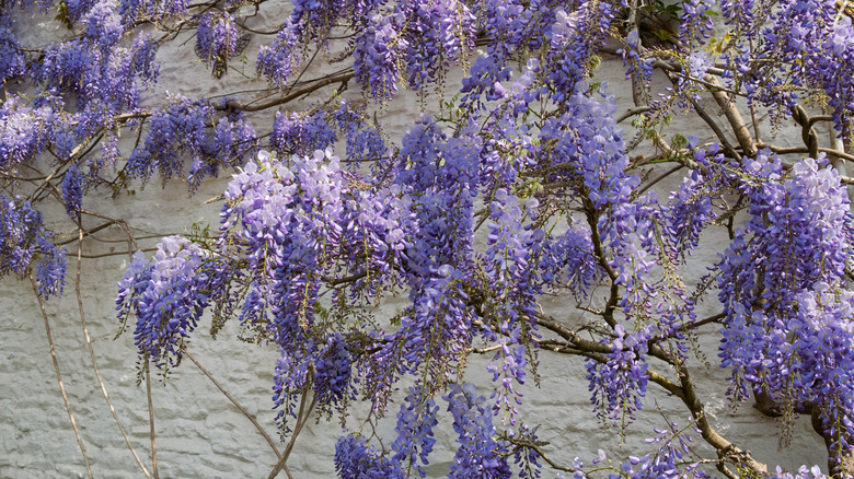 A purple-flowering Chinese wisteria vine climbing up a wall covered in textured plaster.