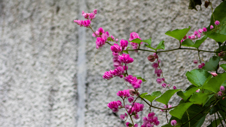 A pink coral vine blooming against a rough gray wall.