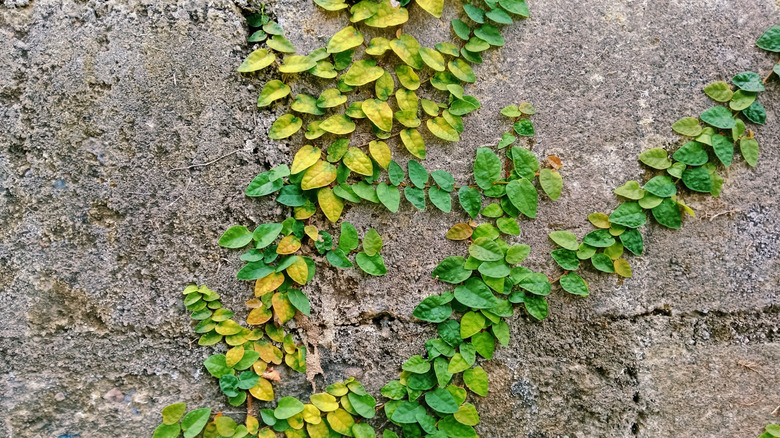 Creeping fig growing on a concrete wall.