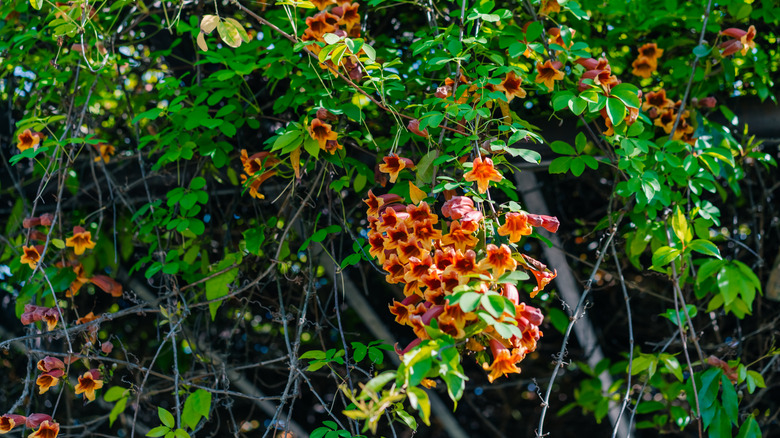 A crossvine with yellow and red flowers growing on a broken down fence.