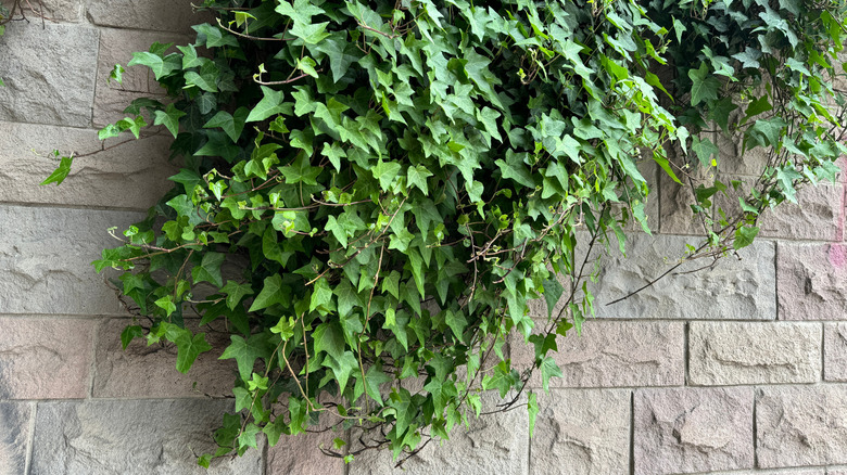English ivy growing over a white natural stone wall.