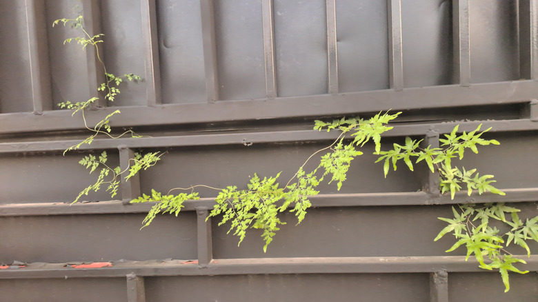 A tendril of a Japanese climbing fern trailing across a gray metal fence.