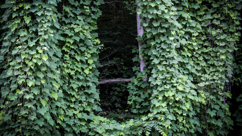 A dense, green curtain of kudzu vines cover a stand of trees.