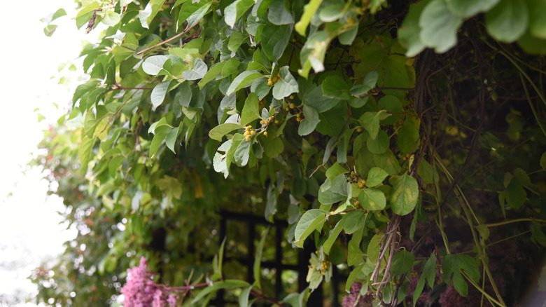 Oriental Bittersweet growing on a trellis in a garden.