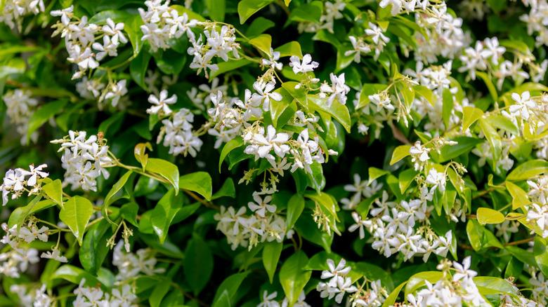A flowering star jasmine vine climbing on a wall.