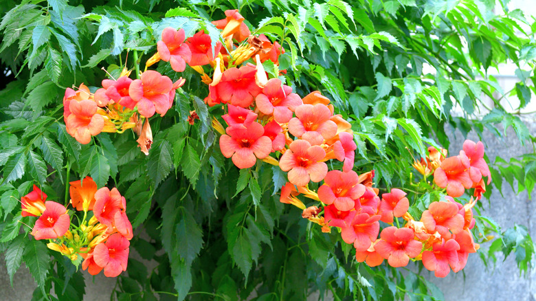 A red-flowering trumpet vine hangs over a concrete wall.