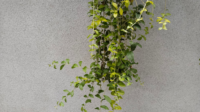 Wintercreeper hanging from the top of a textured white concrete wall.
