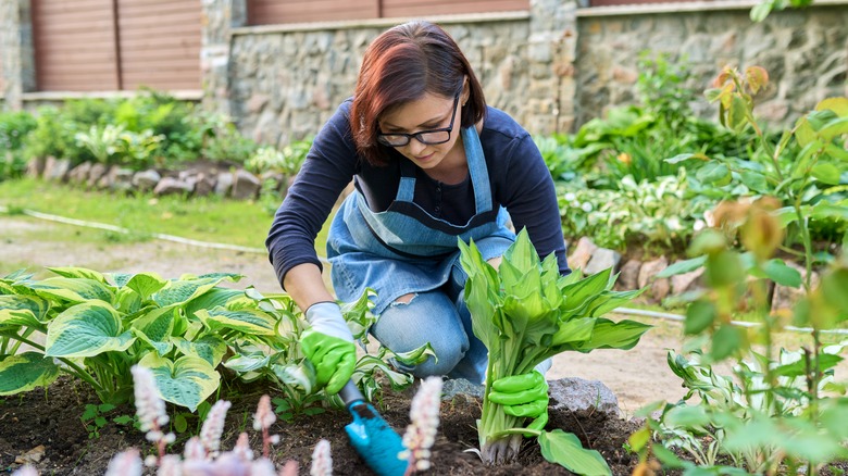 Person tending to hostas in garden