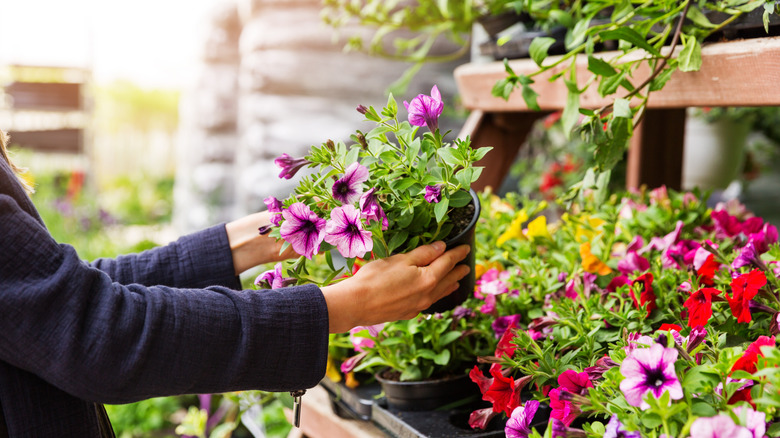 woman chooses petunia flowers at garden plant nursery store