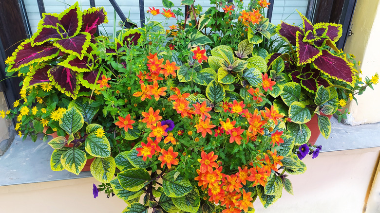 A composition of coleus and other flowers in a pot.
