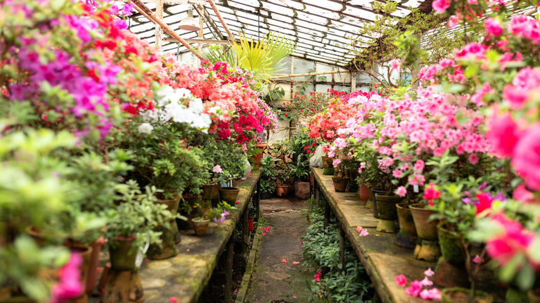 Blossoming colorful azaleas flowers in pots in a commercial greenhouse