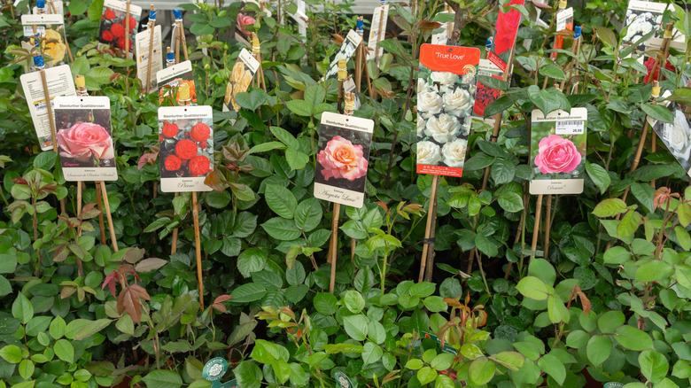 rose plants with colorful flower tags are displayed at a nursery.