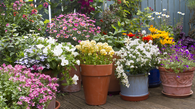 Containers full of summer flowering flowers
