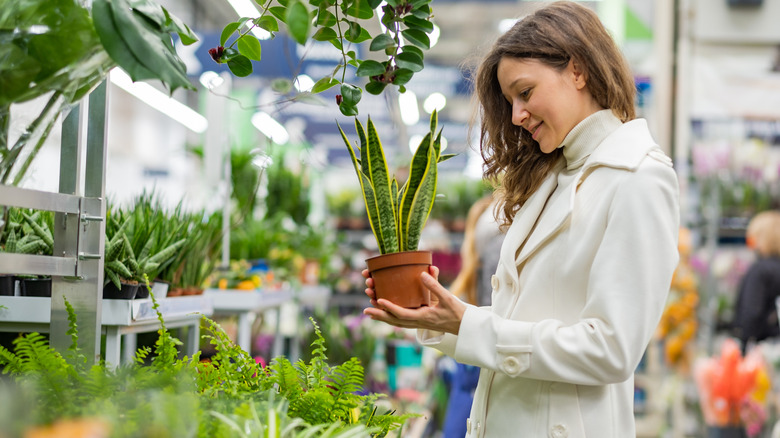 woman in a white coat chooses potted snake plant in a flower shop