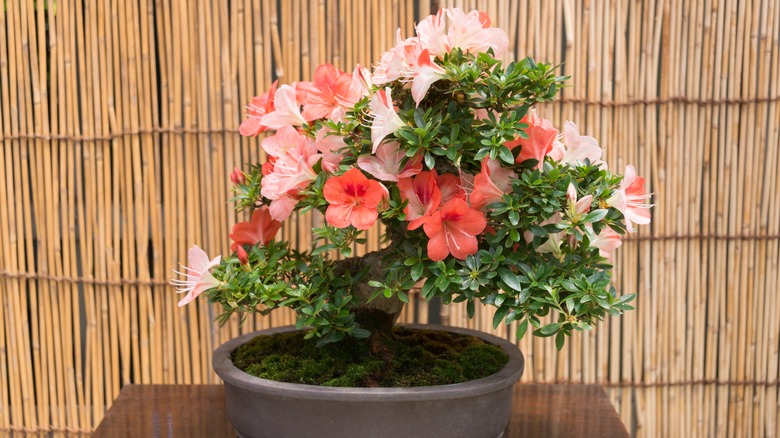 An azalea bonsai in full bloom
