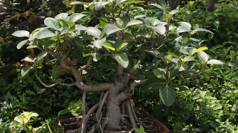 A banyan fig Chokkan bonsai