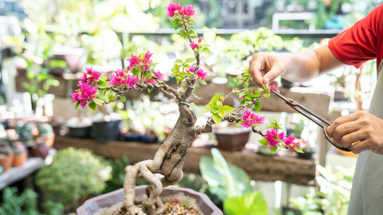 A bougainvillea bonsai, possibly considered sokan style