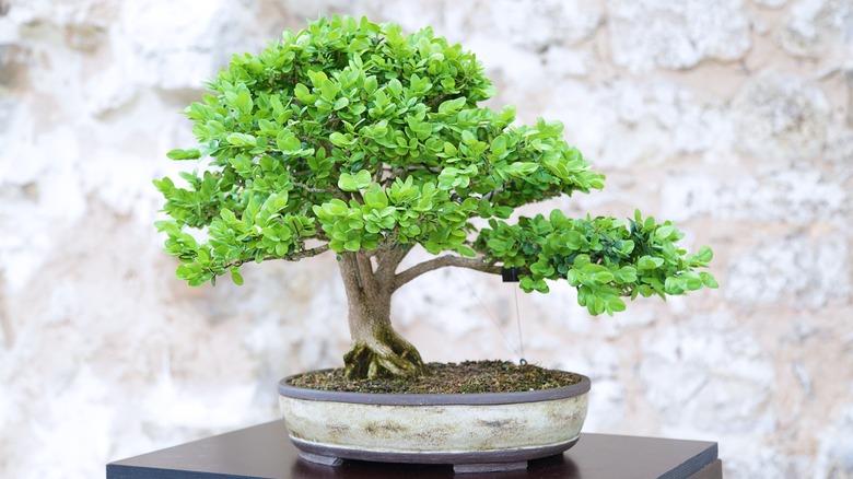 A boxwood early han-kengai bonsai