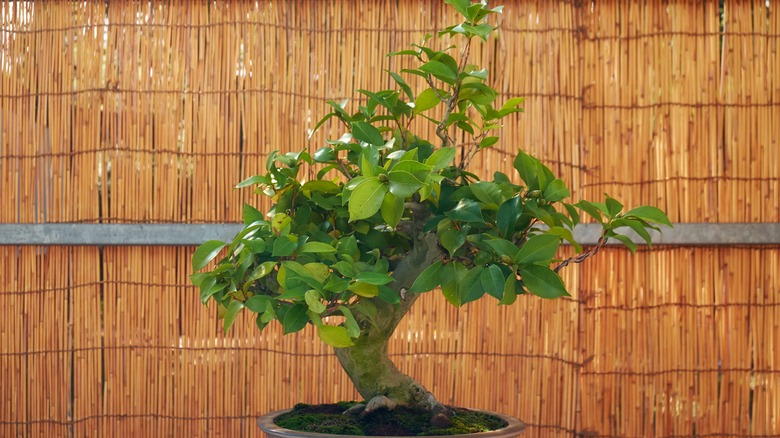 A Camellia moyogi bonsai