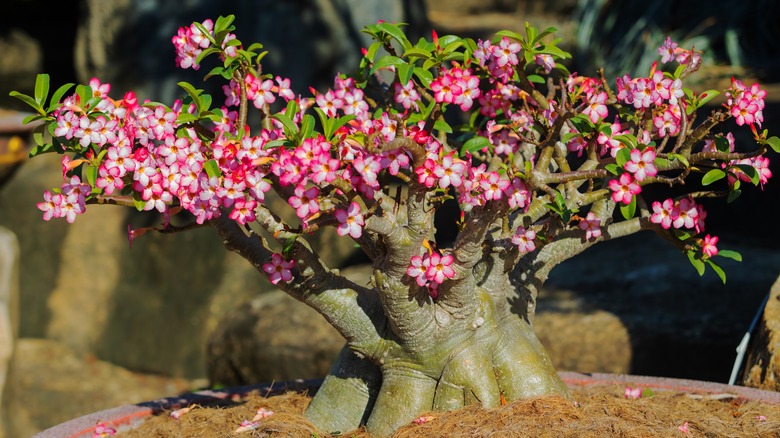 A desert rose kabudachi bonsai