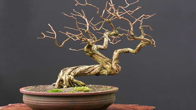 A bare honeysuckle hokidchi bonsai