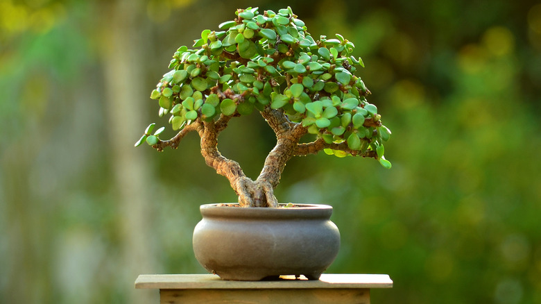 Dwarf jade sokan bonsai