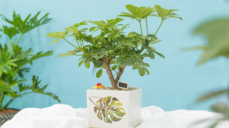 Schefflera sokan bonsai