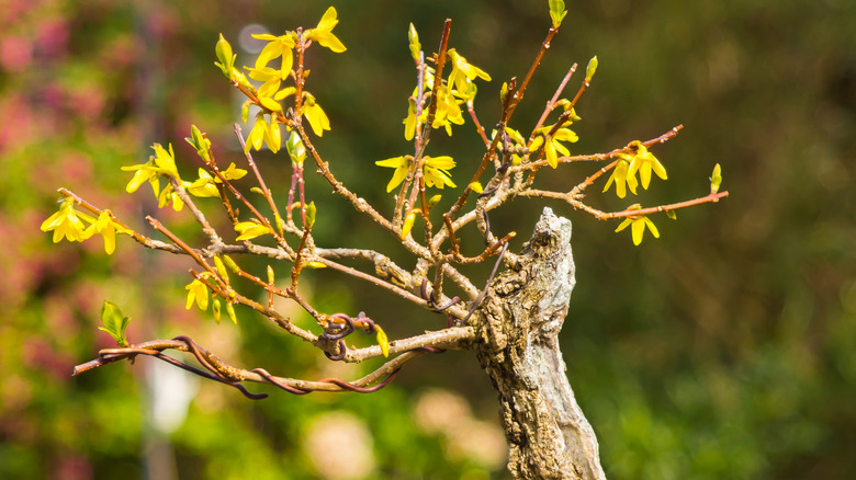 A Forsythia shohin bonsai growing outdoors