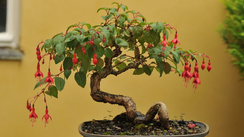A Fuchsia moyogi bonsai
