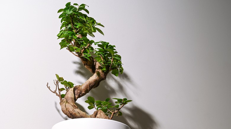 A ginseng ficus moyogi bonsai