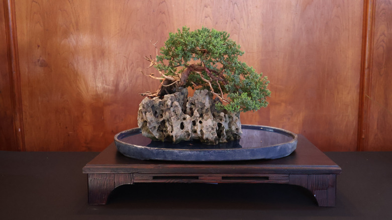 A Juniper seki-joju bonsai
