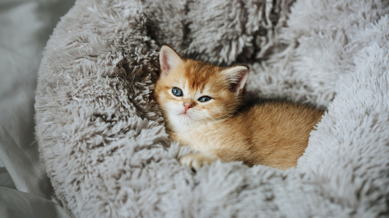 Cat on a pet bed