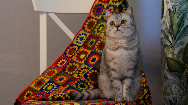 white/grey cat sitting on crochet blanket