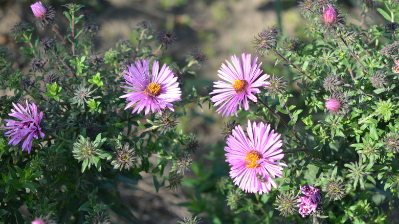 Pink asters in bloom, some still with buds