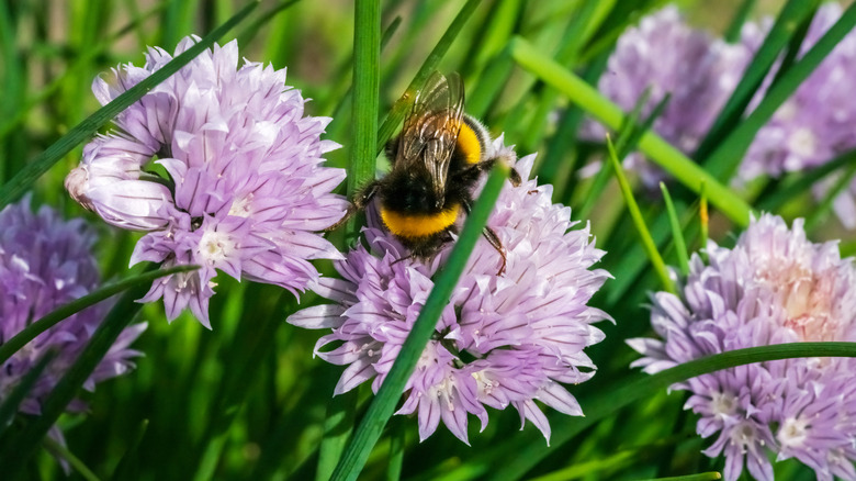 Flowering chives with a bee gathering pollen from the flowers
