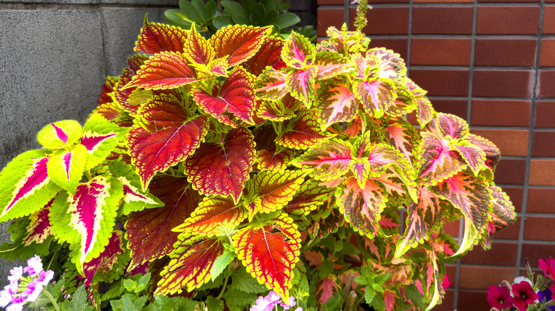 Bright red and green leaves of a coleus up against a brick wall