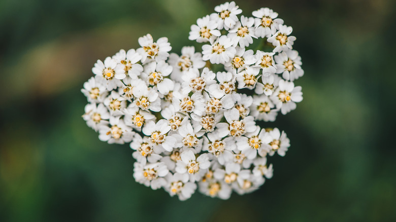 White common yarrow flowers in front of blurred background