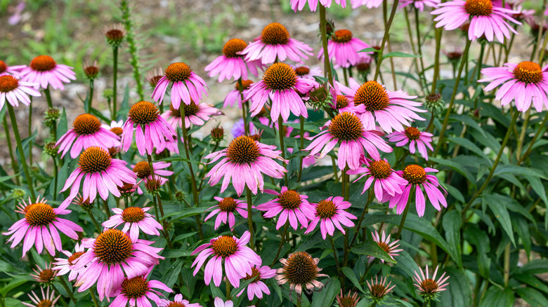 Pink coneflowers popping up in a field or garden