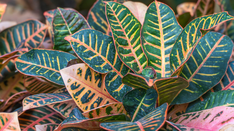 Green and orange leaves of a croton