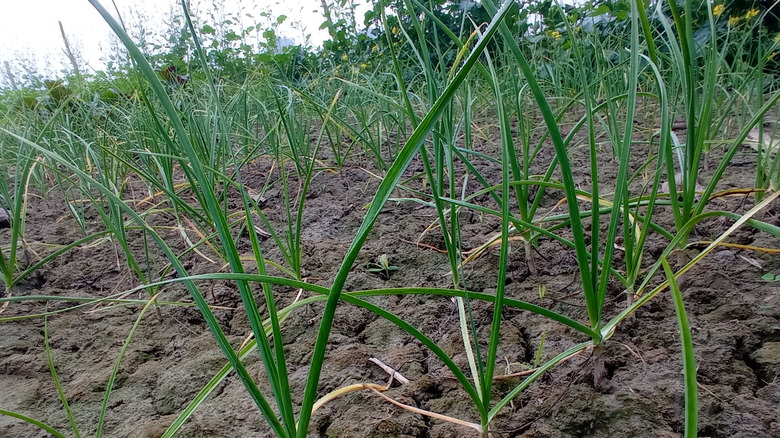 Garlic growing in a field