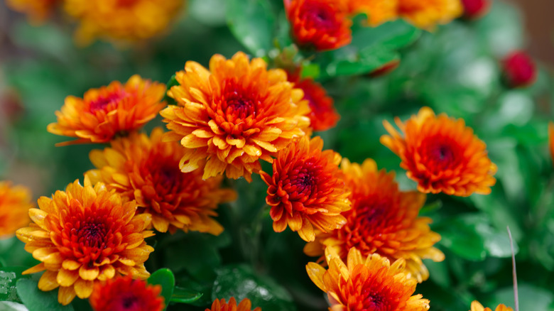 Closeup of orange chrysanthemums