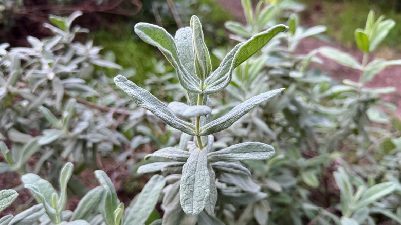 Lamb's ear growing tall