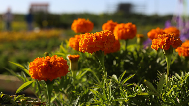 Patch of orange marigolds with a blurred background