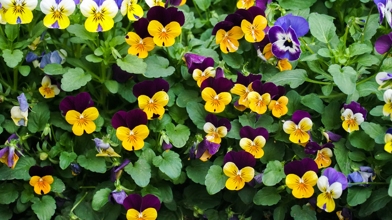 Pansies in purple and yellow