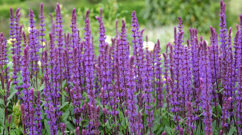Purple salvia growing tall in a field or garden