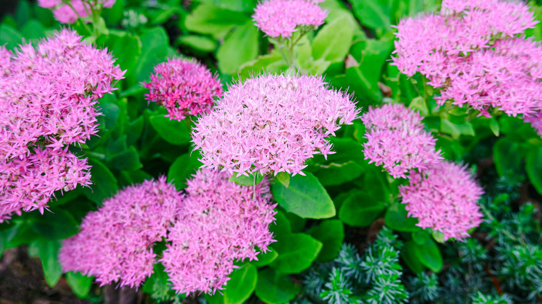 Clumps of the star-shaped flowers of pink sedum