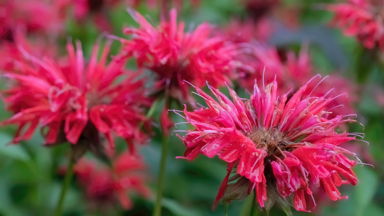 Bee balm with vibrant red flowers