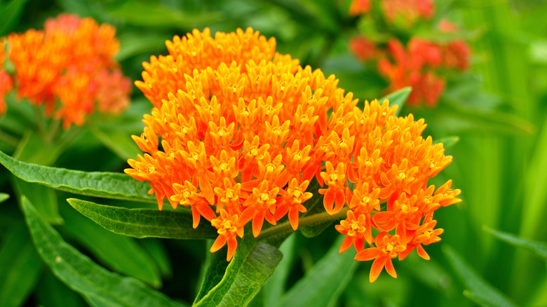 Butterfly weed (Asclepias tuberosa) with bright orange flowers